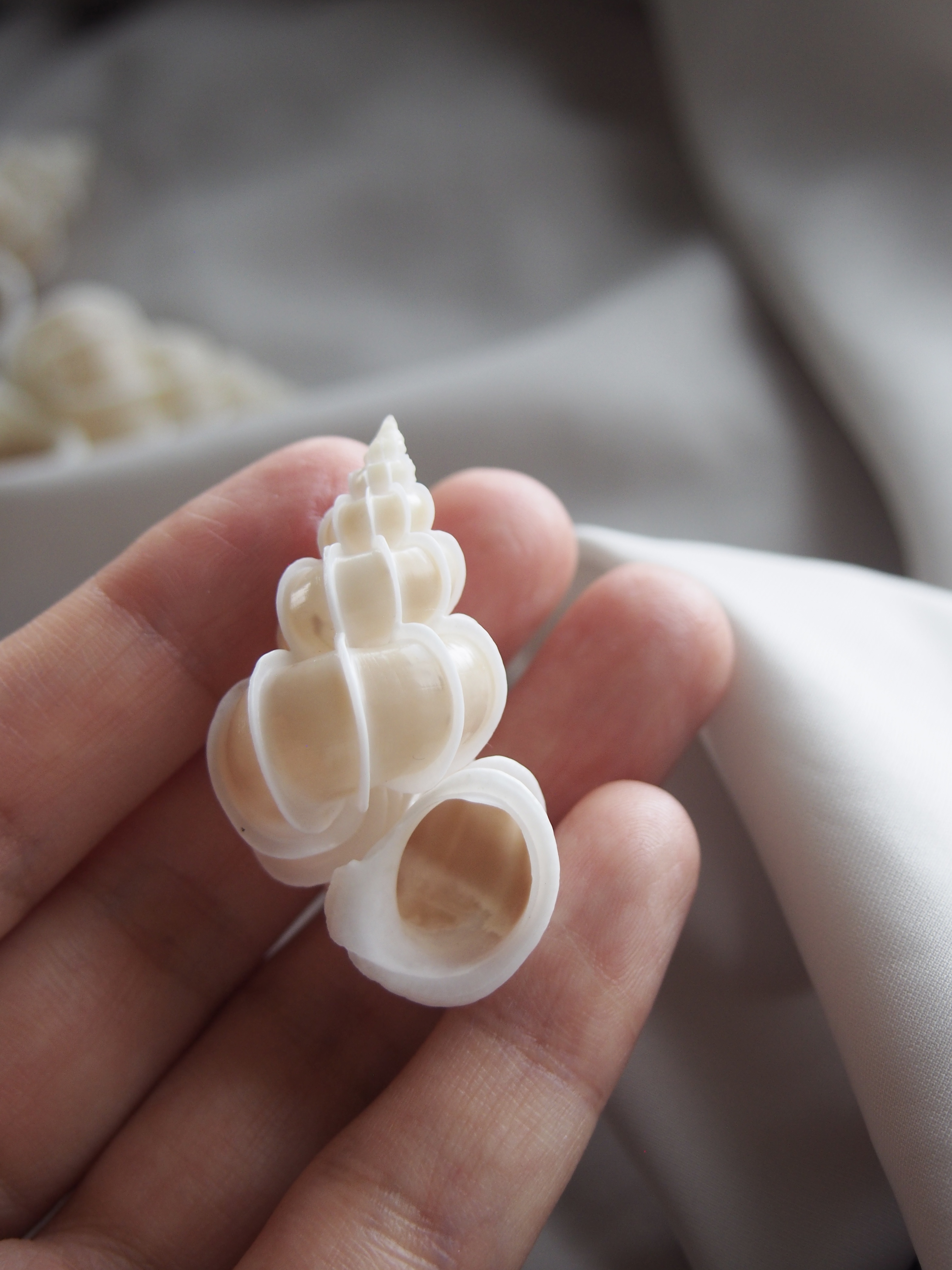 オオイトカケ【4cm前後/1個】  En:Precious Wentletrap(size:approx.4cm, per 1pcs) 貝殻