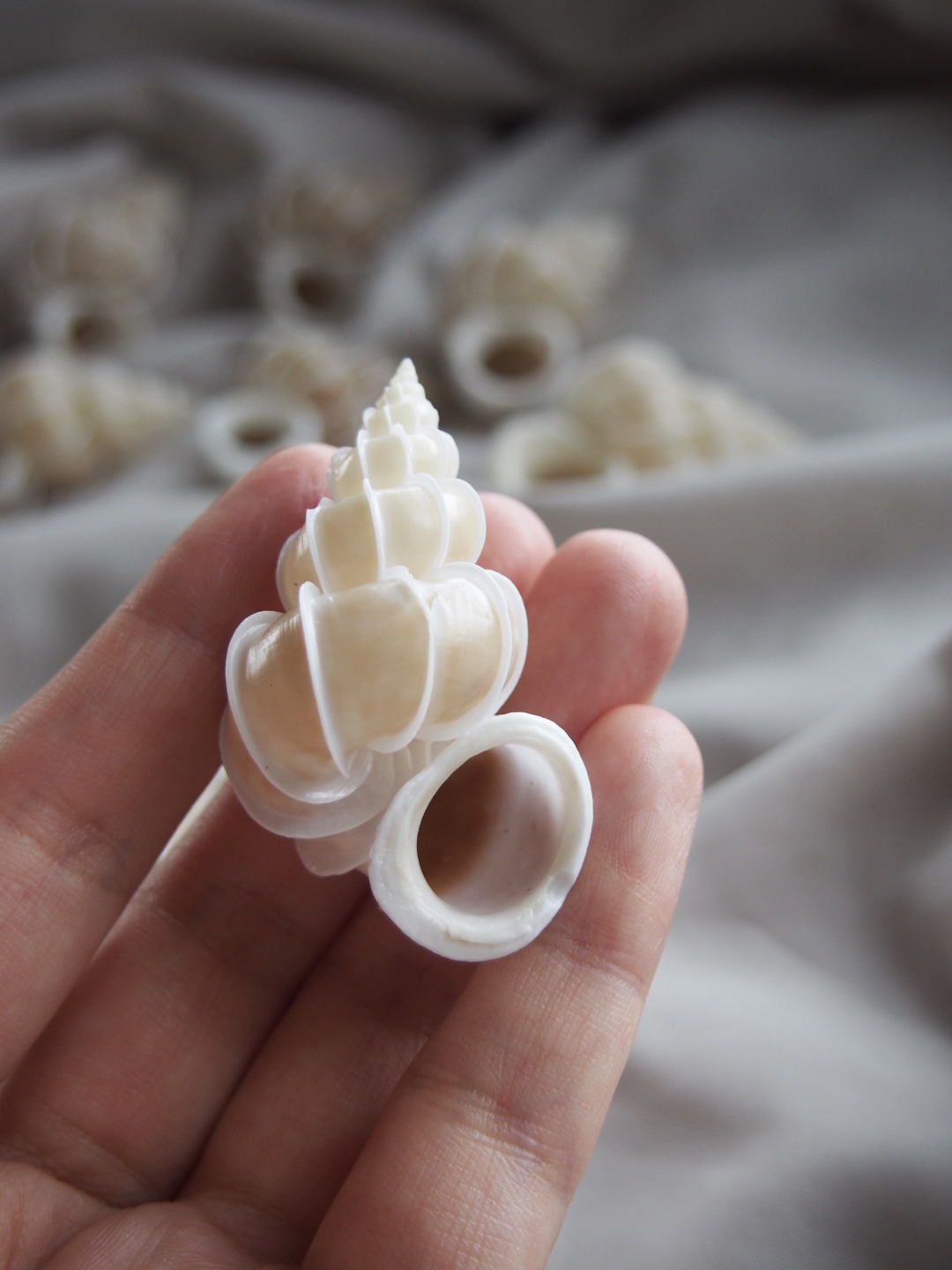 オオイトカケ【5cm前後/1個】  En:Precious Wentletrap(size:approx.5cm, per 1pcs) 貝殻