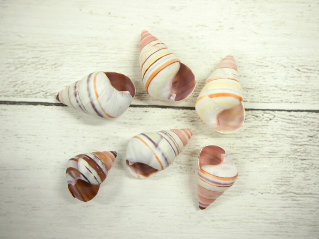 レインボースネール【約3～4.5ｃｍ/6個】[メール便可12袋まで]  En:Rainbow snail(Size:3-4.5cm, per 6pcs)