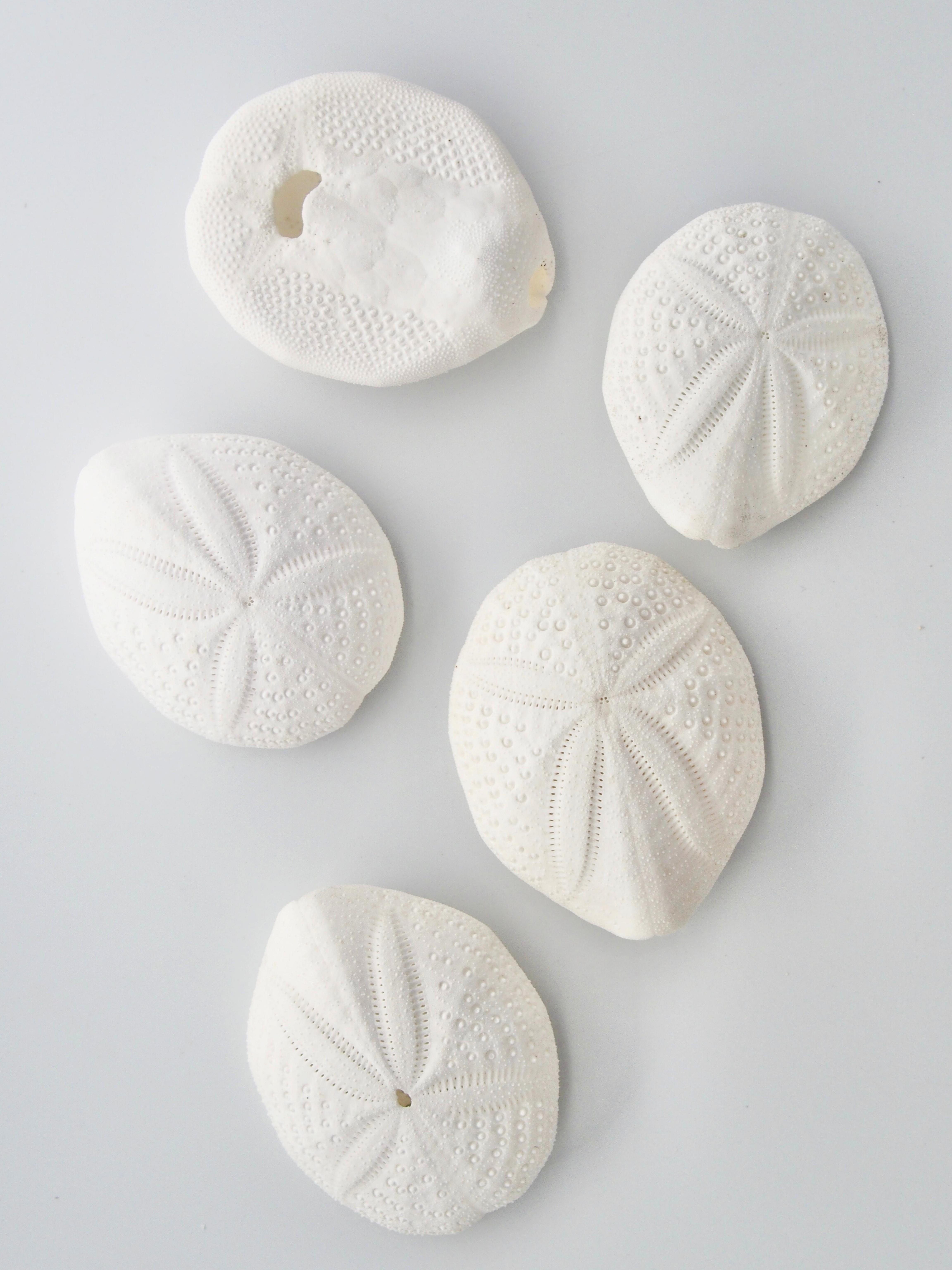 1月のお買い得 [20%OFF]シービスケット（オニヒメブンブク）【約4.5～6.5ｃｍ】  En: Sea Biscuits (Size:4.5-6.5cm)