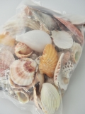 11月のお買い得 [20%OFF]貝殻ごちゃまぜミックス-B品-【約1.5～8ｃｍ/約1ｋｇ】 En: B grade Assorted (Size:1.5-8cm, per 1ｋg)
