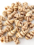 トクサバイ【約2.5～3.5cm】[メール便可-300ｇまで]    En: Phos senticosus (Size:2.5-3.5cm)