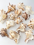 ノシメガンゼキ【約4.5～8.0cm/500ｇ】En:  Murex Endebia (Size:4.5-8cm, per 500g)
