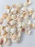9月のお買い得 [20%OFF]ケーキシェル(ハナガイ)【約2.0～2.5ｃｍ】[メール便可-400ｇまで]En: Wedding cake shell (size:2-2.5cm)