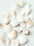 ベニウスクラム【約2.5～4.0ｃｍ】[メール便可-400ｇまで]    En:Venus Clam (size:2.5-4cm, per 100g)