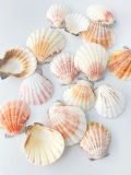 8月のお買い得 [20%OFF]ピクテンローズ片面【約3.0～5.5ｃｍ】[メール便可-300ｇまで]  En:Pecten rose (size:3-5.5cm)