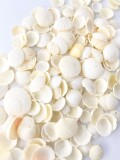 ミニツキガイ【約1.5～3.0ｃｍ/500ｇ】[メール便可-1袋まで]　En:  Codakia tigerina (Size:1.5-3cm, per 500g)