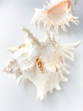 テングガイ【約22～24ｃｍ】En: Murex Ramosu (size:22-24cm)