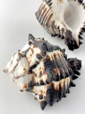 ムレックスネグリトス(シマガンゼキボラ)【約13±0.5cm】  En:Hexaplex nigritus (Size:13±0.5cm) 貝殻