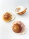 ラマルキアナ　自然【約7ｃｍ前後/1個】 En: Ryssota Lamarkiana (Size:7cm, per 1pc)