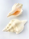 クチベニシャンクガイ【16ｃｍ前後/1個】 En: Turbinella angulata(Size:16cm, per 1pc)