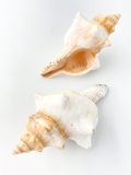 イトマキボラホワイト【14ｃｍ前後】  En: Facsciolaria Trapezium -white-(size:14cm)