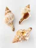 イトマキボラ【約12±1ｃｍ】 En: Facsciolaria Trapezium (size:12±1cm)