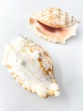 ヒメゴホウラオレンジ【約8～10ｃｍ】 En:  Strombus Sinuatus orange (size:8-10cm)
