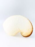 アオイガイ(国産）【約16～18ｃm/1個】  - Not for overseas sale -