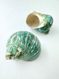 ターボブロゴスブルー磨き(アフリカヤコウガイ)【約6±0.5ｃｍ/1個】En:Turbo Burgess polished -blue-(Size:6±0.5cm, per 1pc)