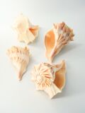 ヒダリマキコブシボラ【約12～15ｃｍ前後/1個】 En:Busycon perversum (size:approx.12-15cm, per 1pc) 貝殻