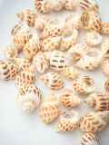 バイガイ-小-【約2～3ｃｍ】[メール便可-200g]　En:  Babalonia Areolata (Size:2-3cm)