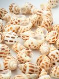 バイガイ-大-【約4.5～6.5ｃｍ/500ｇ】　En:  Babalonia Areolata (Size:4.5-6.5cm, per 500g)