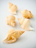 ディストロシオ レティクラタ（イボボラ）【約5ｃｍ前後/10個】[メール便可-2袋まで]    En: Distorsio reticulata(Size:5cm, per 10pcs)