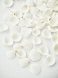 2月のお買い得 [20%OFF]クラムローズ【約1.0～1.5ｃｍ】[メール便可-300ｇまで]  En:  Clam rose (size:1-1.5cm) 貝殻