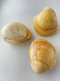 ダイオウザルガイ両面（磨き）【12cm前後/1個】 En:Cardium elatum (size:12cm, per 1pcs) 貝殻
