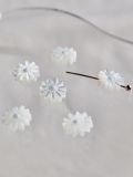 シェルビーズ-マーガレット ブルー 穴有(タカセガイ)【約8mm/1個】[メール便可] #1080 En:Trocus - Shell Beads