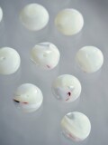 シェルビーズ-ボタン(タカセガイ)【約10mm/1個】[メール便可]まとめ買い10%OFF #1220