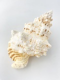 シロナルトボラ【23ｃｍ前後/1個】 En: Tutufa bubo(Size:approx.23cm, per 1pc)