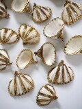 シェルチャーム - ハイガイ（ゴールドエッジストライプ）【約2.3～3.0cm/1個】[メール便可]まとめ買い10%OFF #1371 貝殻