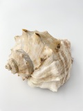 アカニシ-おまかせ発送-【約14ｃｍ前後/1個】   En: Rapana venosa (Size:14cm, per 1pcs)