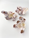 フジツボ-B品-【約12～14cm/1個】 En: Barnacles Bclass(size:12-14cm, per 1pc) 貝殻