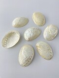 パルチャーム真珠磨き【約3～4ｃｍ/20枚入】[メール便可-4袋まで]  En: Haliotis Pulcherima pearlized(Size:3-4cm, per 20pcs)