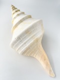 アラフラオオニシ磨きNO.2008【約40ｃｍ/約1200ｇ/1個/現品】  En: Australian Trumpet (size:40cm, weight:1200g)