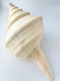 アラフラオオニシ磨きNO.2011【約46.5ｃｍ/約2750ｇ/1個/現品】  En: Australian Trumpet (size:46.5cm, weight:2750g)