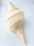 アラフラオオニシ磨きNO.2015【約50ｃｍ/約2000ｇ/1個/現品】  En: Australian Trumpet (size:50cm, weight:2000g)