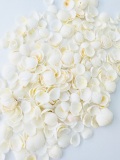 タイニーカップシェル【約0.5～1.0ｃｍ/100ｇ】[メール便可-400ｇまで]  En: tiny cup shell (Size:0.5-1.0cm)