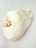 ゴホウラ【14ｃｍ前後/1個】En:Strombus latissimus (size: 14cm, per 1pc) 貝殻