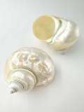 ターボブロゴス真珠磨き(アフリカヤコウガイ)【約6～7ｃｍ/1個】En: Turbo Burgess pearlized (Size:6-7cm, per 1pc)