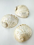 ハリオティス ペリザト真珠磨き【約7.0～8.5ｃｍ/1個】En:Haliotis assimilis pearlised (Size:7.0-8.5cm, per 1pc) 貝殻