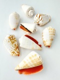 マガキガイ【約4.0～5.5ｃｍ/500g 】[メール便可-1袋まで]    En:Strombus luhuanus (size:4-5.5cm, per 500g)