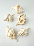 ムレックスヘラシ(トサツブリボラ)【約4.5～6cm/5個】[メール便可-6袋まで] En:Murex Herasie (Size:4.5-6cm, per 5pcs)