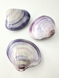 バイオレットクラム（磨き）【8ｃｍ前後/1個】En: Codakia Punctata buffed (Size:8cm, per 1pc)
