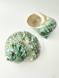 ターボブロゴスブルー磨き(アフリカヤコウガイ)【8ｃｍ前後/1個】En: TurboTurbo Burgess polished -blue-(Size:8cm, per 1pc)