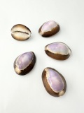 ハナマルパープルトップ【約2.5～3ｃｍ/5個】（ハナマルユキ）[メール便可-16袋まで] En:Snakehead Cowrie polished - purple- (Size:2.5-3cm, per 5pcs)