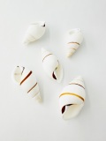 ポルトロイデス【約3～5ｃｍ/5個】[メール便可-6袋まで]  En: Hel Partuloides (size:3-5cm, per 5pcs)