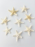 コブヒトデ★B品【約4～6ｃｍ/10個入り】[メール便可-3袋まで]  En: Philippine starfish B grade (size:4-6cm, per 10pcs)