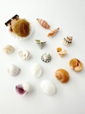 ヤドカリの幼稚園【1～2ｃｍ程度】En: Shell pack for Hermit Crab  -mini- (size:1-2cm)