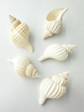 アヤボラSS【約7～8ｃｍ/5本入】  En: Oregon Triton (size: 7-8cm, per 5pcs) 貝殻