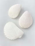 ミノガイ【約7～8ｃｍ/2個入】  En:Lima orientalis (Size:7-8cm, per 2pcs)